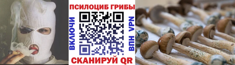где найти   Кропоткин  Псилоцибиновые грибы Cubensis 
