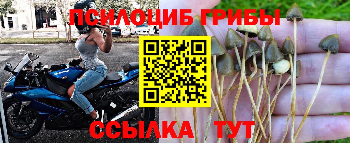 Псилоцибиновые грибы прущие грибы Кропоткин